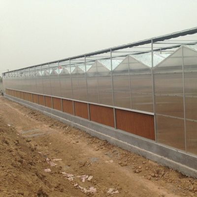6x12 6x10 6x8 Large Venlo Type Polycarbonate Greenhouse Design With Galvanized Steel Structure