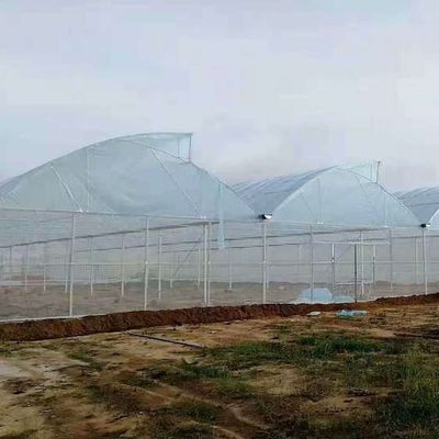 40 Mesh Insect Net Covered Multi Span Sawtooth Type Greenhouse  For Rose In Tropical Area