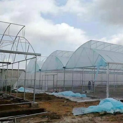 40 Mesh Insect Net Covered Multi Span Sawtooth Type Greenhouse  For Rose In Tropical Area