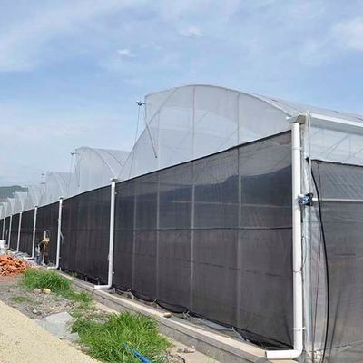 40 Mesh Insect Net Covered Multi Span Sawtooth Type Greenhouse  For Rose In Tropical Area