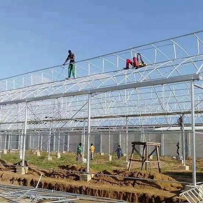 40 Mesh Insect Net Covered Multi Span Sawtooth Type Greenhouse  For Rose In Tropical Area