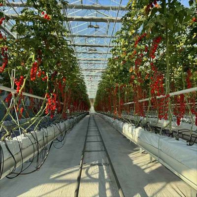 9.6m 10.8m 12m span venlo prefab glass greenhouse indoor for vegetable hydroponic