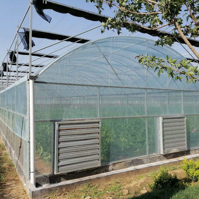 8m 9m 10m Span Multi Span Tomato Hydroponic Plastic Film Greenhouse Galvanized Steel Structure