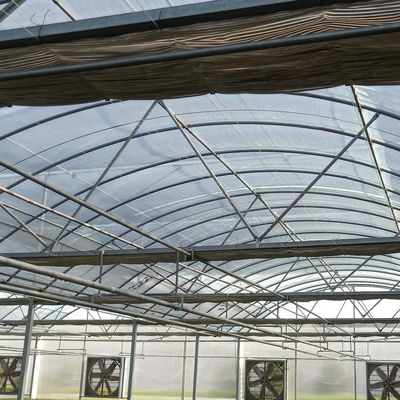 8m 9m 10m Span Multi Span Tomato Hydroponic Plastic Film Greenhouse Galvanized Steel Structure
