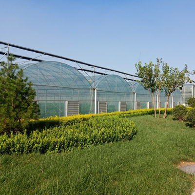8m 9m 10m Span Multi Span Tomato Hydroponic Plastic Film Greenhouse Galvanized Steel Structure