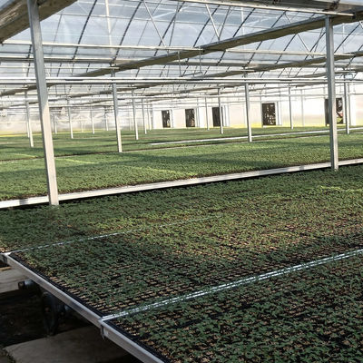 8m 9m 10m Span Multi Span Tomato Hydroponic Plastic Film Greenhouse Galvanized Steel Structure