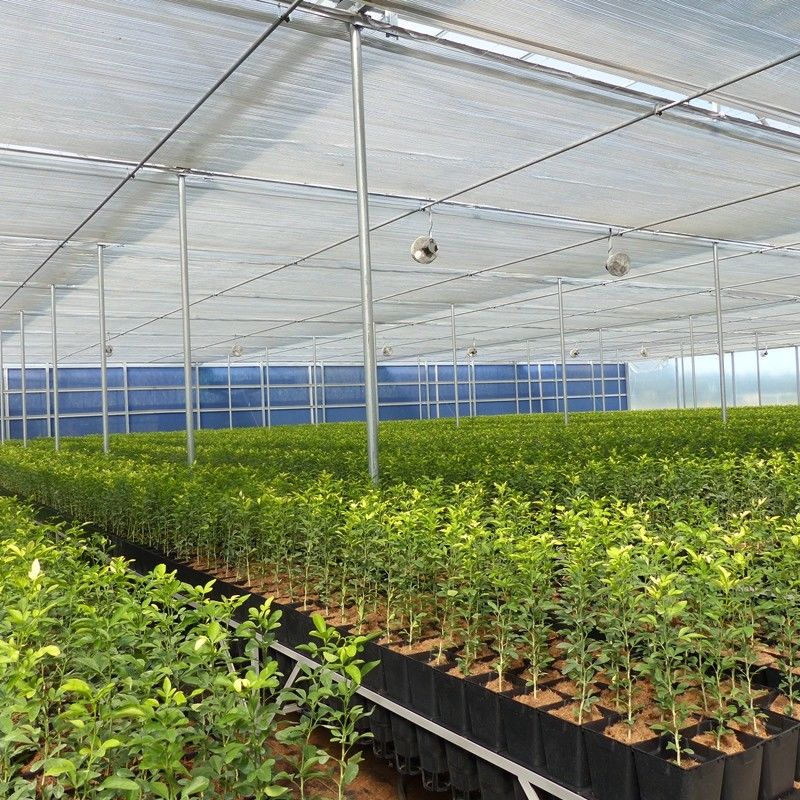9m 10m Multi Span Plastic Film Greenhouse For Sale With Inner Shading System Outer Shading System