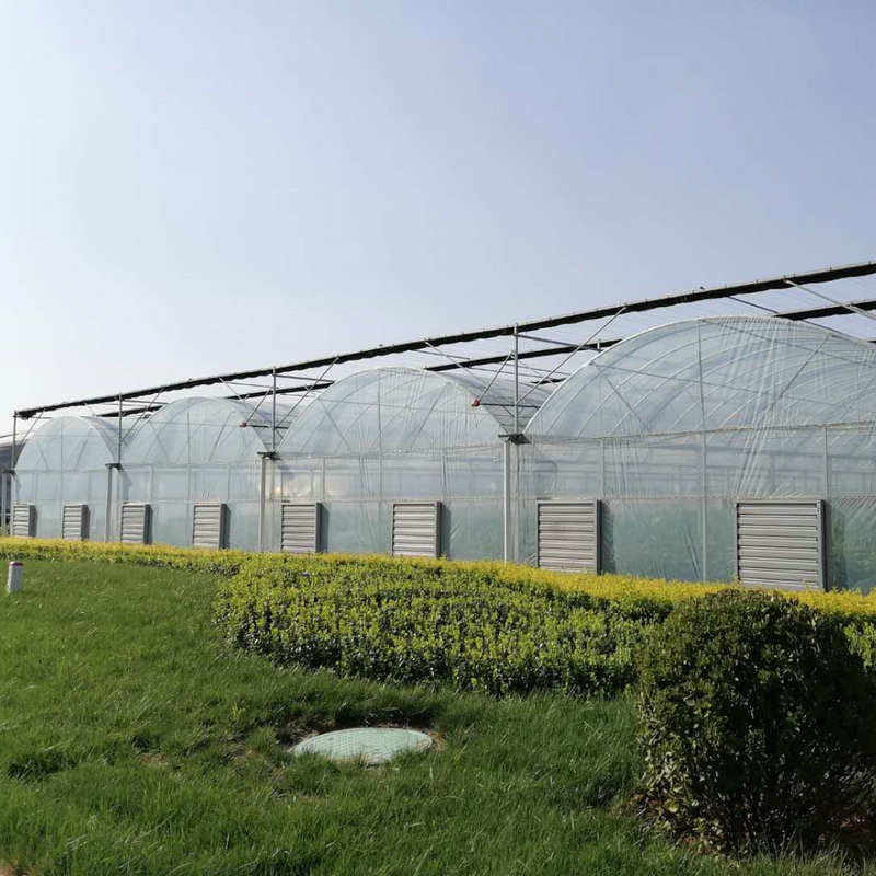 8m 9m 10m Span Multi Span Tomato Hydroponic Plastic Film Greenhouse Galvanized Steel Structure
